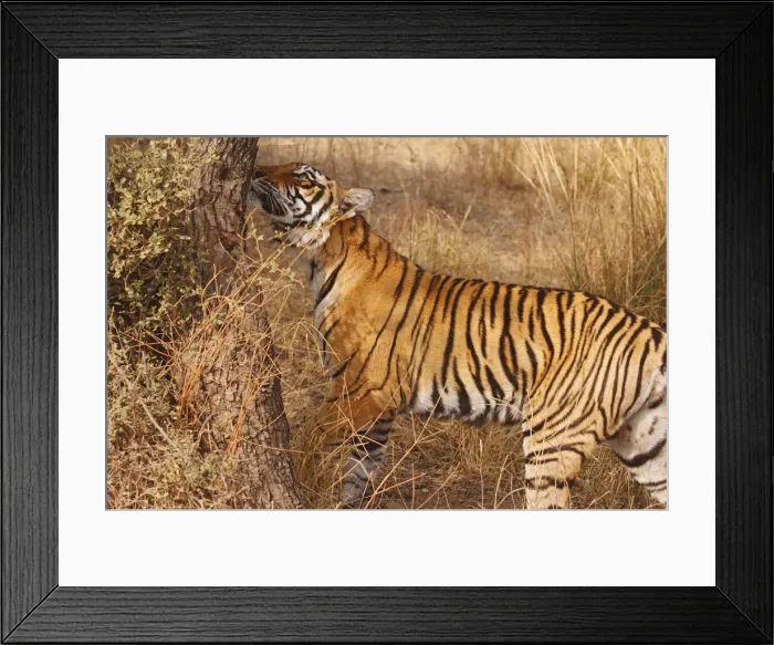 Framed Print : DDE-90024405 Framed Print : DDE-90024405
