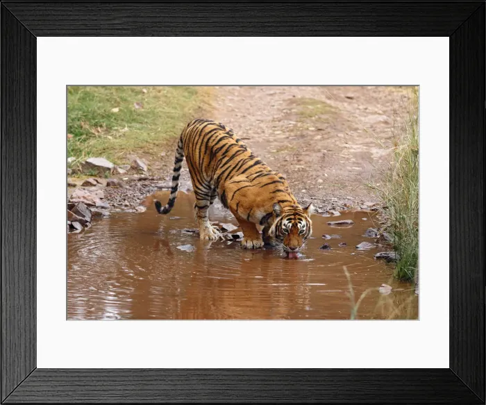 Framed Print : DDE-90024407 Framed Print : DDE-90024407