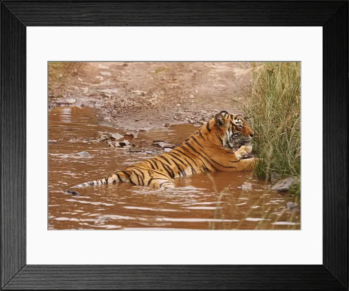 Framed Print : DDE-90024408 Framed Print : DDE-90024408