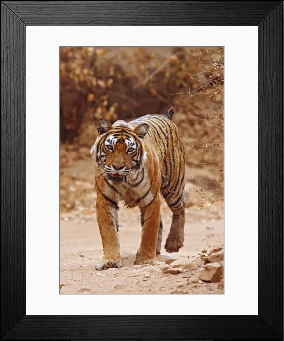 Framed Print : DDE-90024409 Framed Print : DDE-90024409