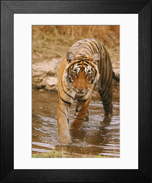 Framed Print : DDE-90024411 Framed Print : DDE-90024411