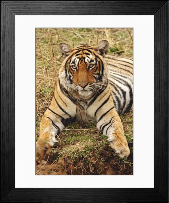 Framed Print : DDE-90024412 Framed Print : DDE-90024412