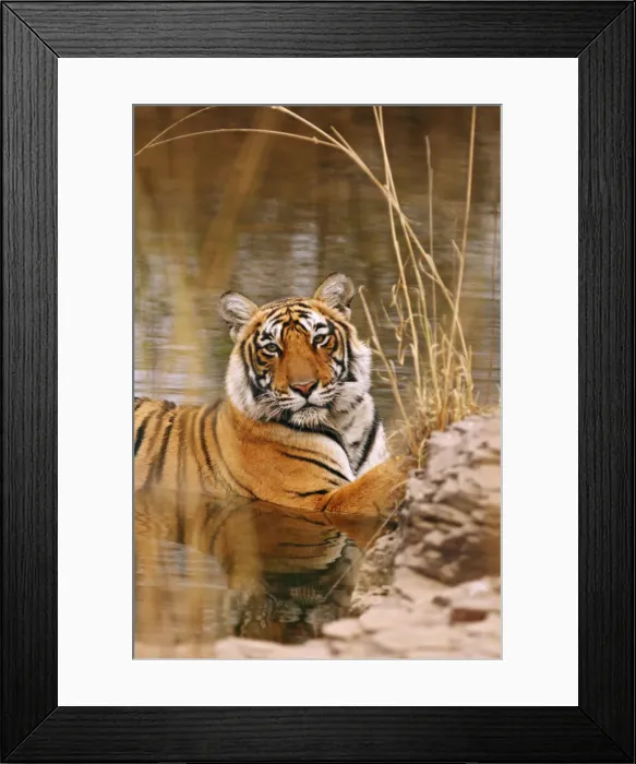 Framed Print : DDE-90024413 Framed Print : DDE-90024413