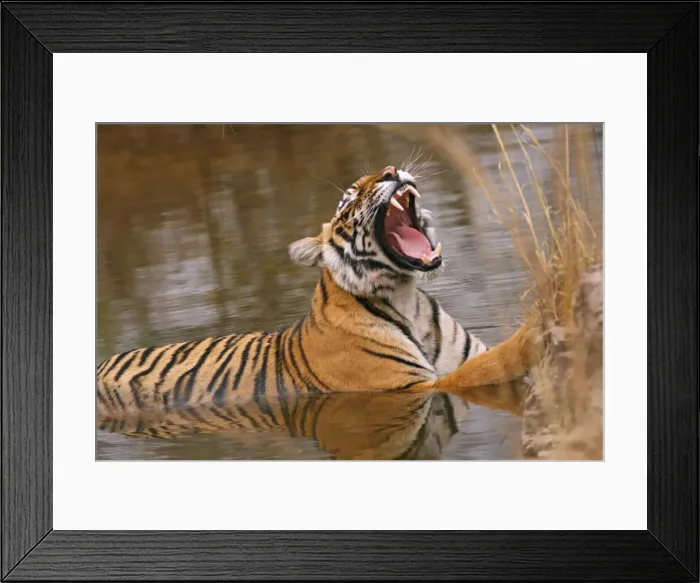 Framed Print : DDE-90024414 Framed Print : DDE-90024414