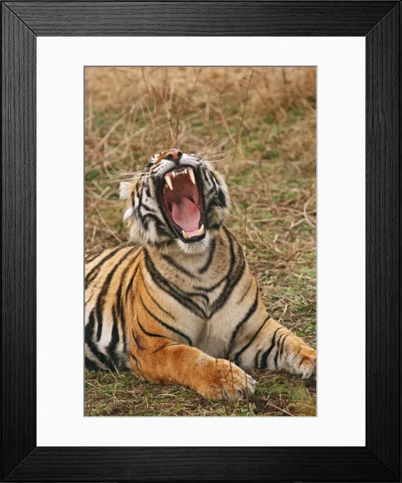Framed Print : DDE-90024415 Framed Print : DDE-90024415
