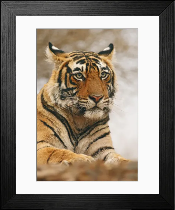Framed Print : DDE-90024416 Framed Print : DDE-90024416