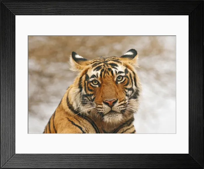 Framed Print : DDE-90024417 Framed Print : DDE-90024417