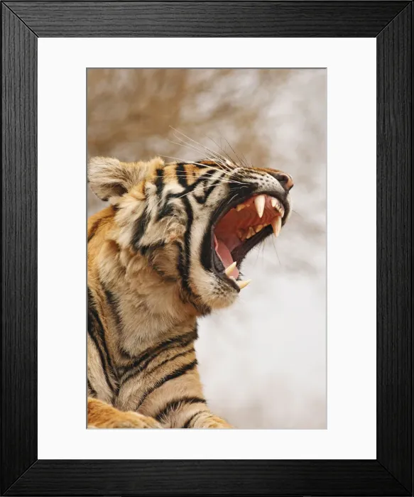 Framed Print : DDE-90024418 Framed Print : DDE-90024418