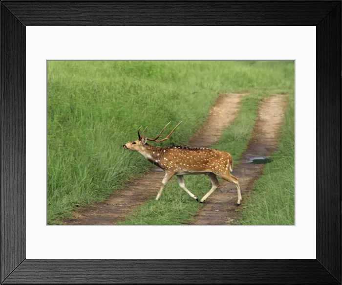 Framed Print : DDE-90024419 Framed Print : DDE-90024419