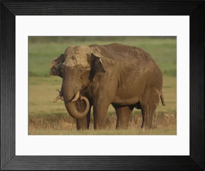 Framed Print : DDE-90024420 Framed Print : DDE-90024420
