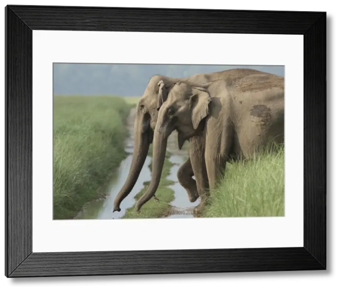 Framed Print : DDE-90024421 Framed Print : DDE-90024421