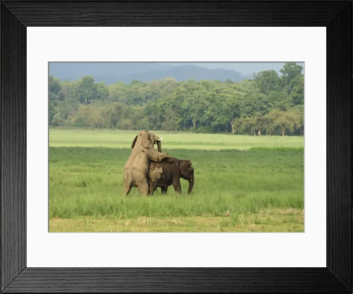 Framed Print : DDE-90024423 Framed Print : DDE-90024423