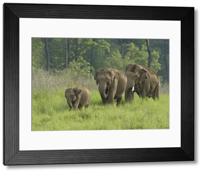 Framed Print : DDE-90024424 Framed Print : DDE-90024424