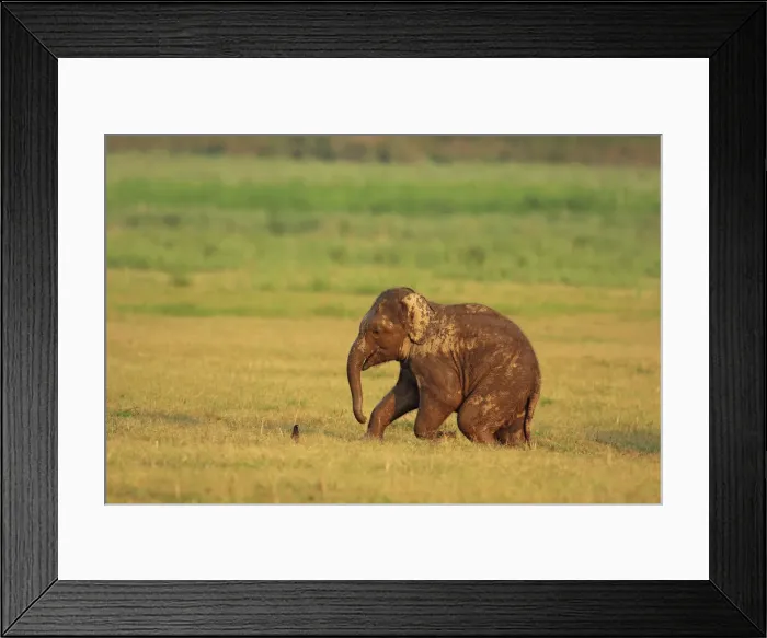 Framed Print : DDE-90024425 Framed Print : DDE-90024425
