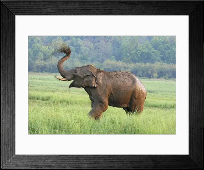 Framed Print : DDE-90024426 Framed Print : DDE-90024426