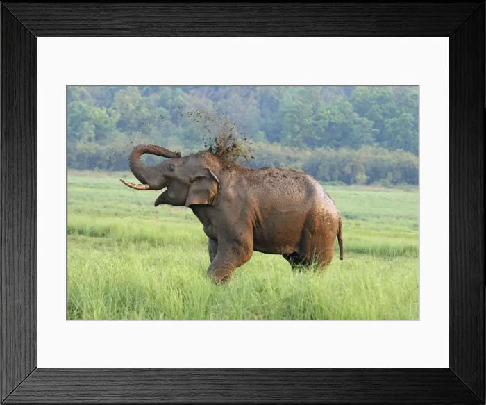 Framed Print : DDE-90024427 Framed Print : DDE-90024427