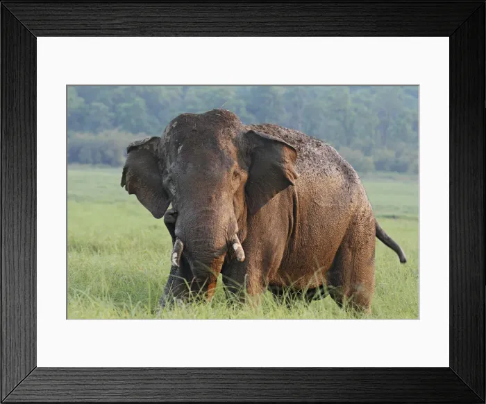 Framed Print : DDE-90024428 Framed Print : DDE-90024428