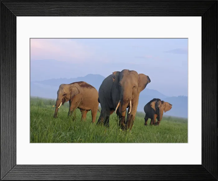 Framed Print : DDE-90024429 Framed Print : DDE-90024429