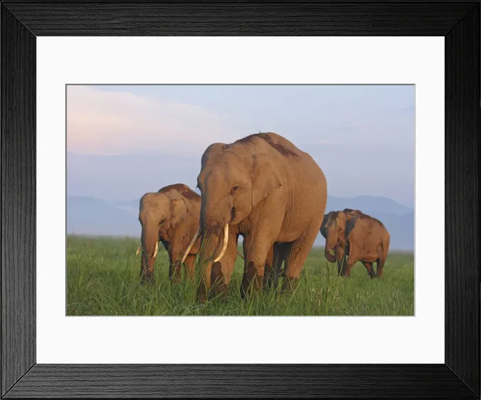 Framed Print : DDE-90024430 Framed Print : DDE-90024430