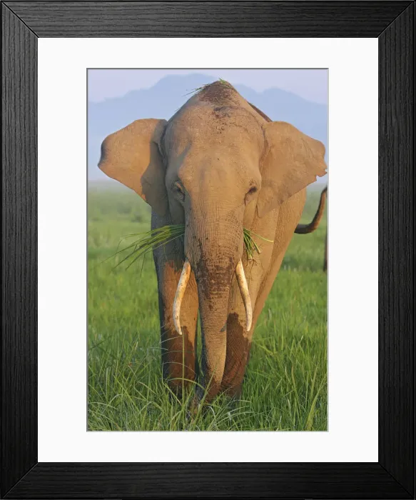 Framed Print : DDE-90024431 Framed Print : DDE-90024431