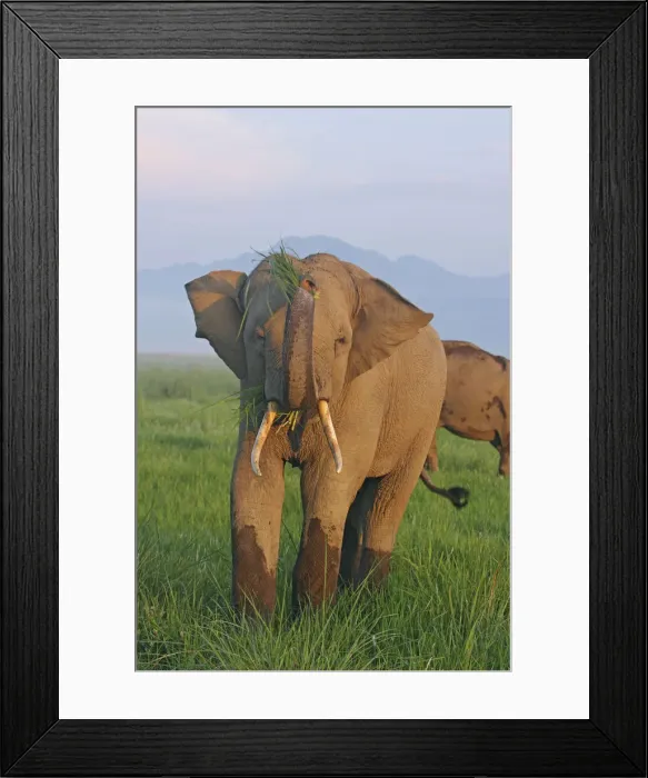 Framed Print : DDE-90024432 Framed Print : DDE-90024432