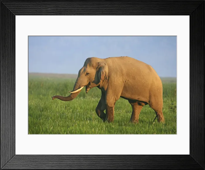 Framed Print : DDE-90024433 Framed Print : DDE-90024433