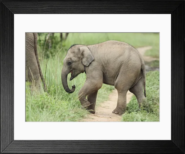 Framed Print : DDE-90024434 Framed Print : DDE-90024434