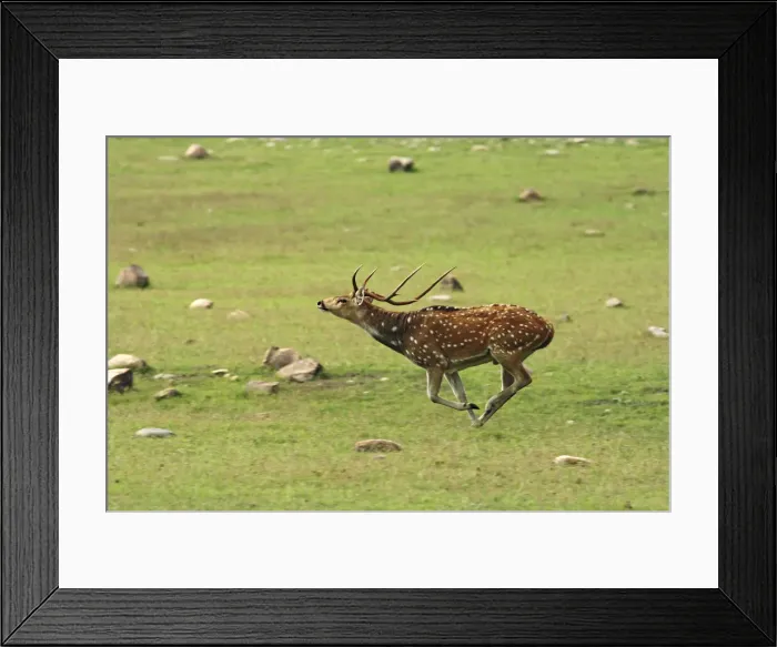 Framed Print : DDE-90024435 Framed Print : DDE-90024435