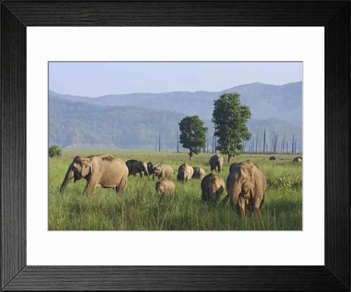 Framed Print : DDE-90024436 Framed Print : DDE-90024436