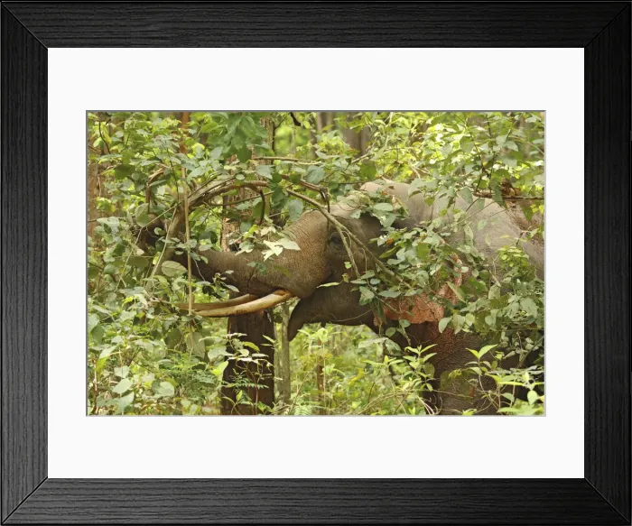 Framed Print : DDE-90024437 Framed Print : DDE-90024437