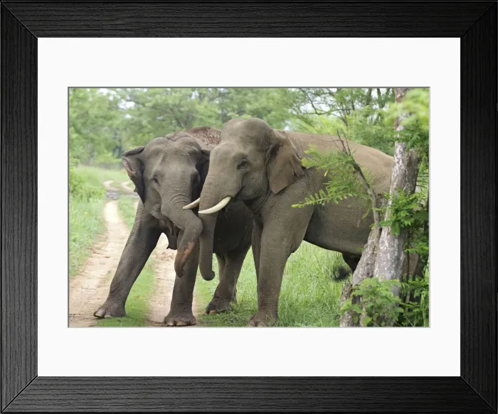 Framed Print : DDE-90024438 Framed Print : DDE-90024438
