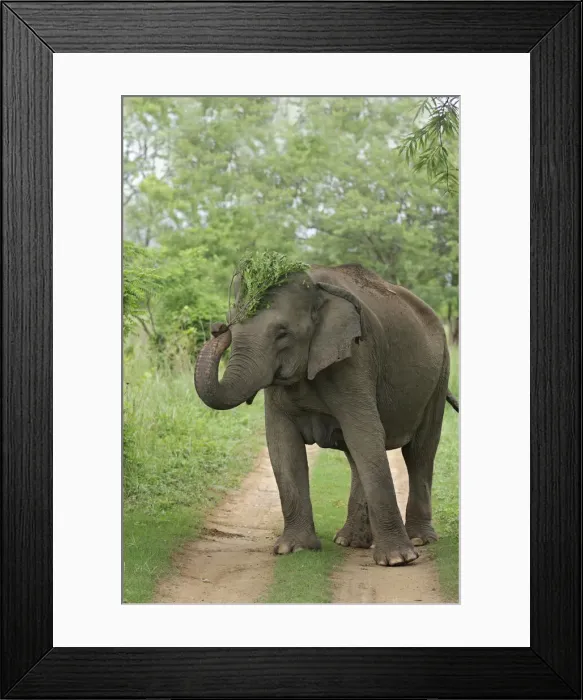 Framed Print : DDE-90024439