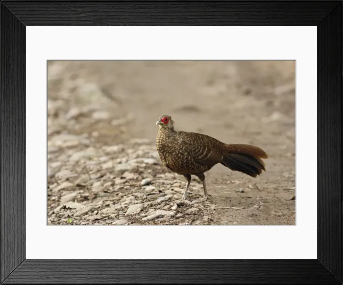 Framed Print : DDE-90024440 Framed Print : DDE-90024440