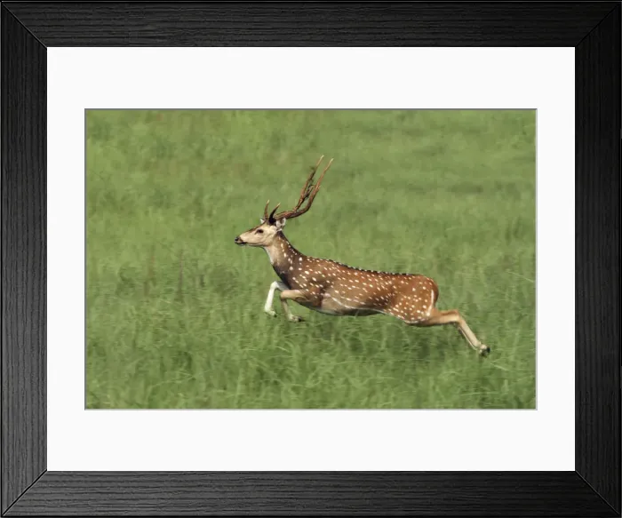 Framed Print : DDE-90024441 Framed Print : DDE-90024441