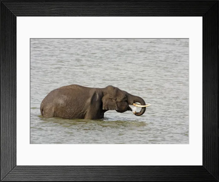 Framed Print : DDE-90024442 Framed Print : DDE-90024442