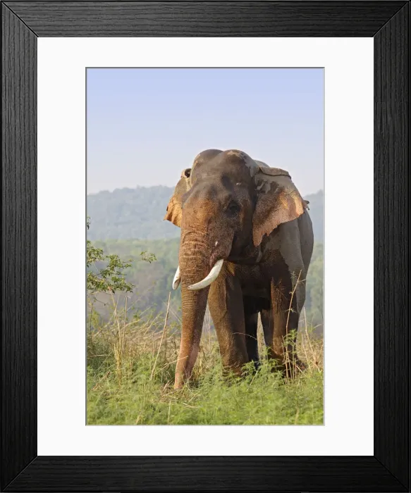 Framed Print : DDE-90024443 Framed Print : DDE-90024443