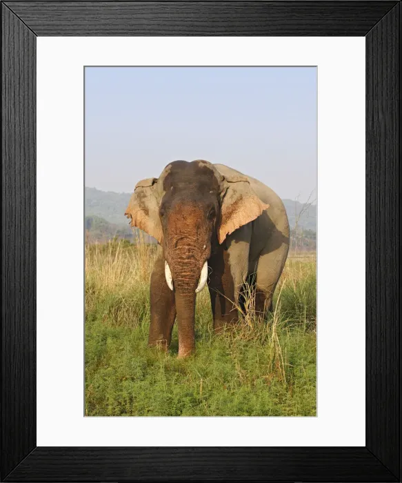 Framed Print : DDE-90024444 Framed Print : DDE-90024444