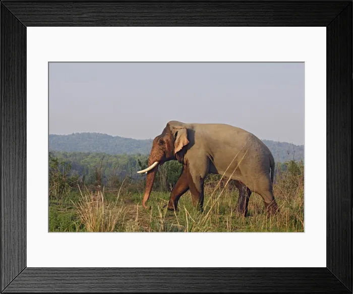Framed Print : DDE-90024445 Framed Print : DDE-90024445