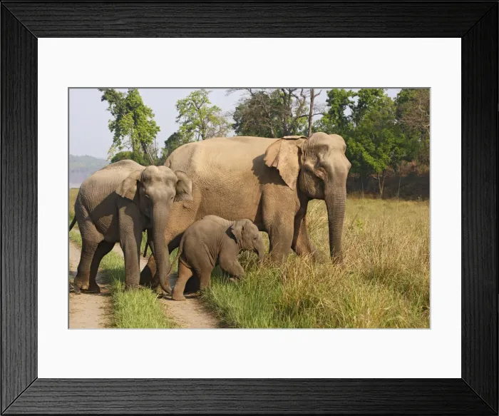 Framed Print : DDE-90024446