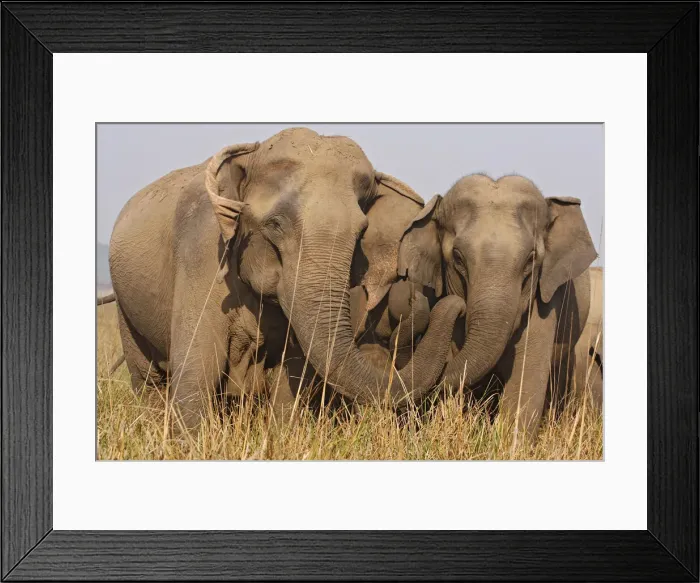 Framed Print : DDE-90024447 Framed Print : DDE-90024447