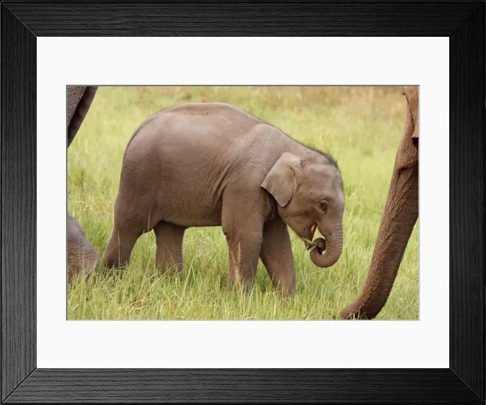 Framed Print : DDE-90024448 Framed Print : DDE-90024448