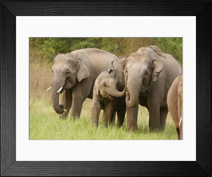 Framed Print : DDE-90024449 Framed Print : DDE-90024449