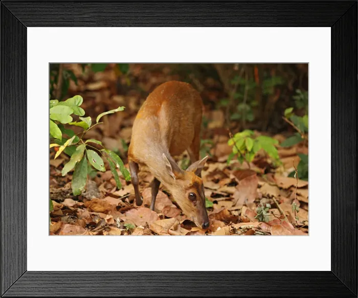 Framed Print : DDE-90024450