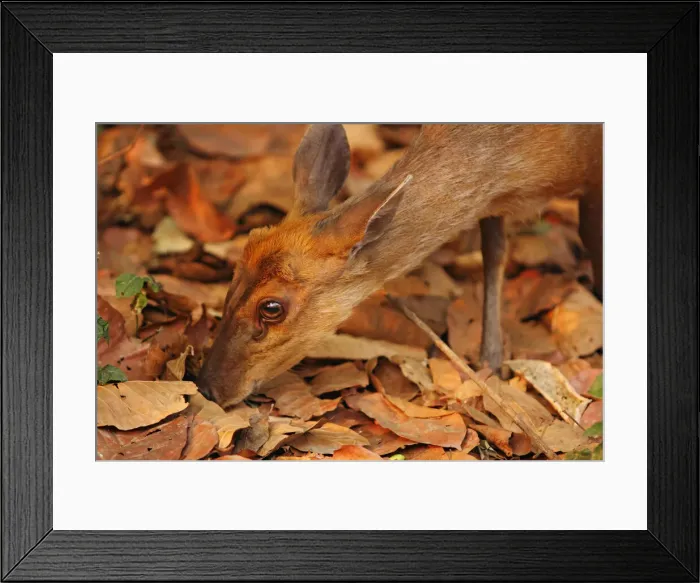 Framed Print : DDE-90024451 Framed Print : DDE-90024451