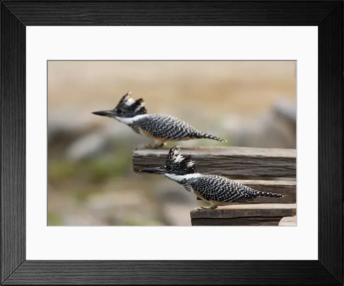 Framed Print : DDE-90024452 Framed Print : DDE-90024452