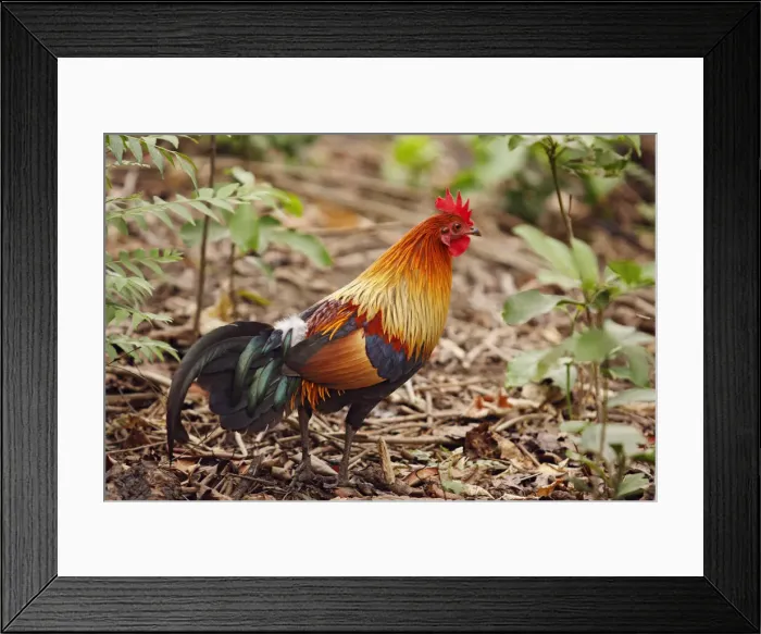Framed Print : DDE-90024453 Framed Print : DDE-90024453