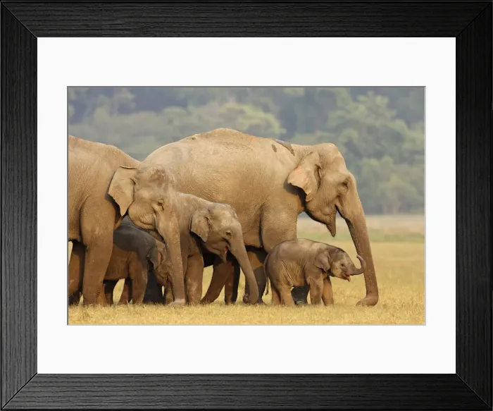 Framed Print : DDE-90024456 Framed Print : DDE-90024456