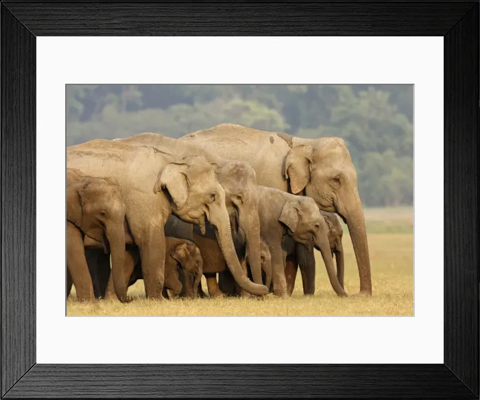 Framed Print : DDE-90024457 Framed Print : DDE-90024457