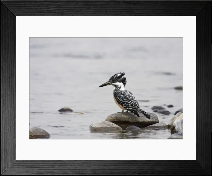 Framed Print : DDE-90024458 Framed Print : DDE-90024458
