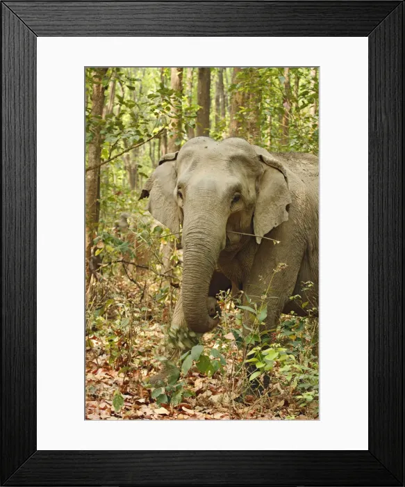 Framed Print : DDE-90024459 Framed Print : DDE-90024459